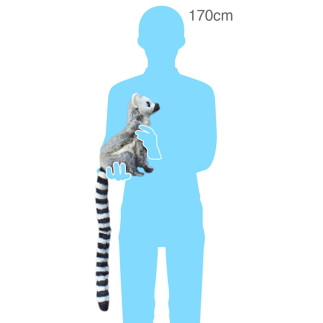 灰色の狐猿様連絡専用 ワオキツネザル 24 | HANSA