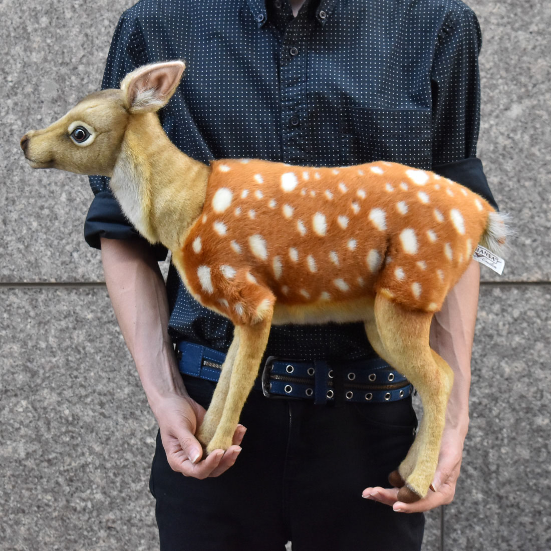 12 ニホンジカ 角 55cm 幅50cm ニホンジカ 55 | HANSA