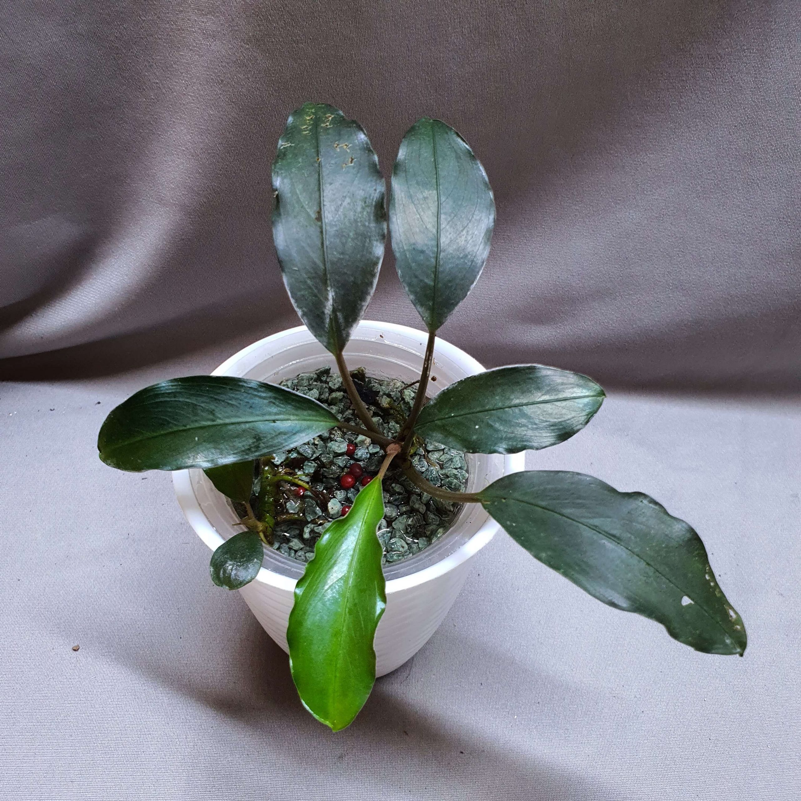 Bucephalandra pearl gray | Happy Plant Nursery