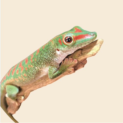 爬虫類 【公式通販】