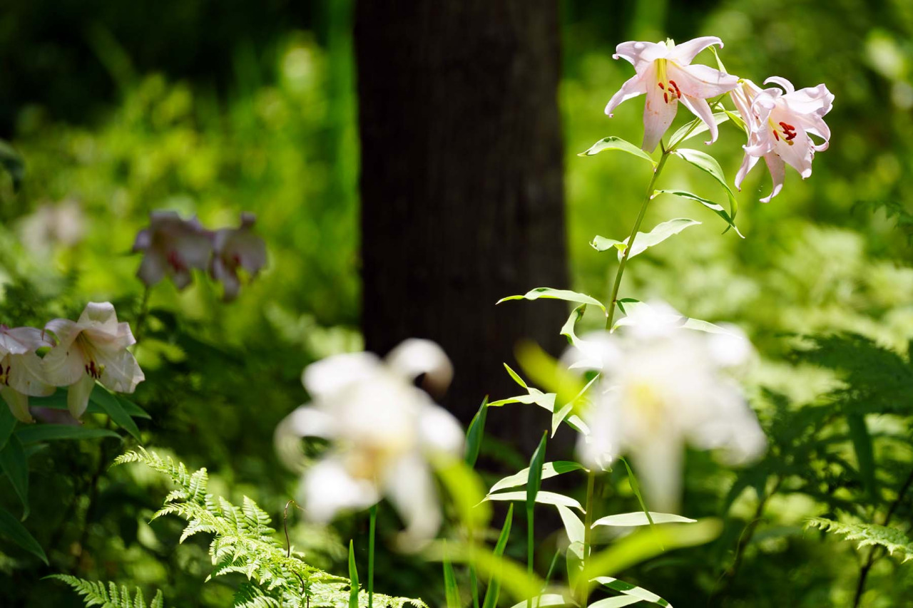 花の森・四十八滝山野草花園｜スポット｜【公式】飛騨高山旅ガイド