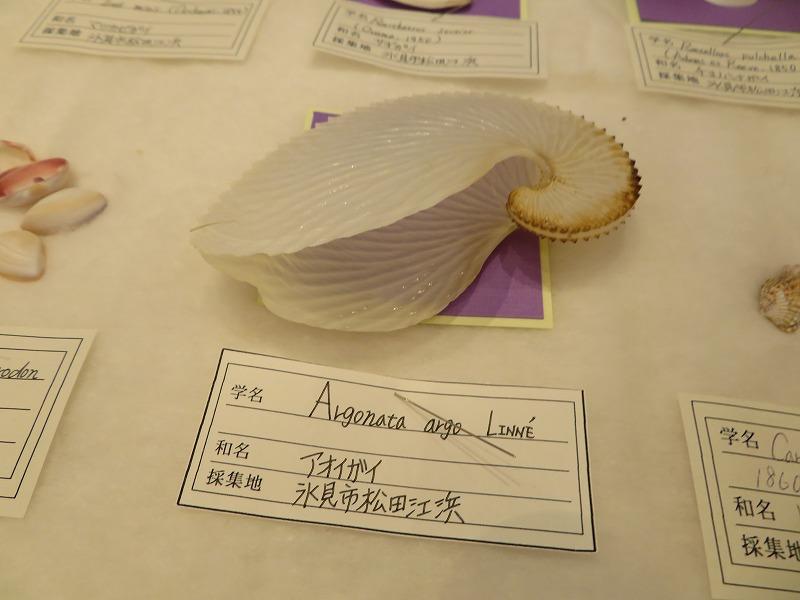 松田江浜の貝殻標本！：お知らせ | 氷見海浜植物園 - 富山県 -（晴れの
