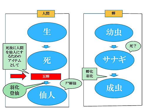 玉蝉のかがやき【有馬卓也】 | 広島大学