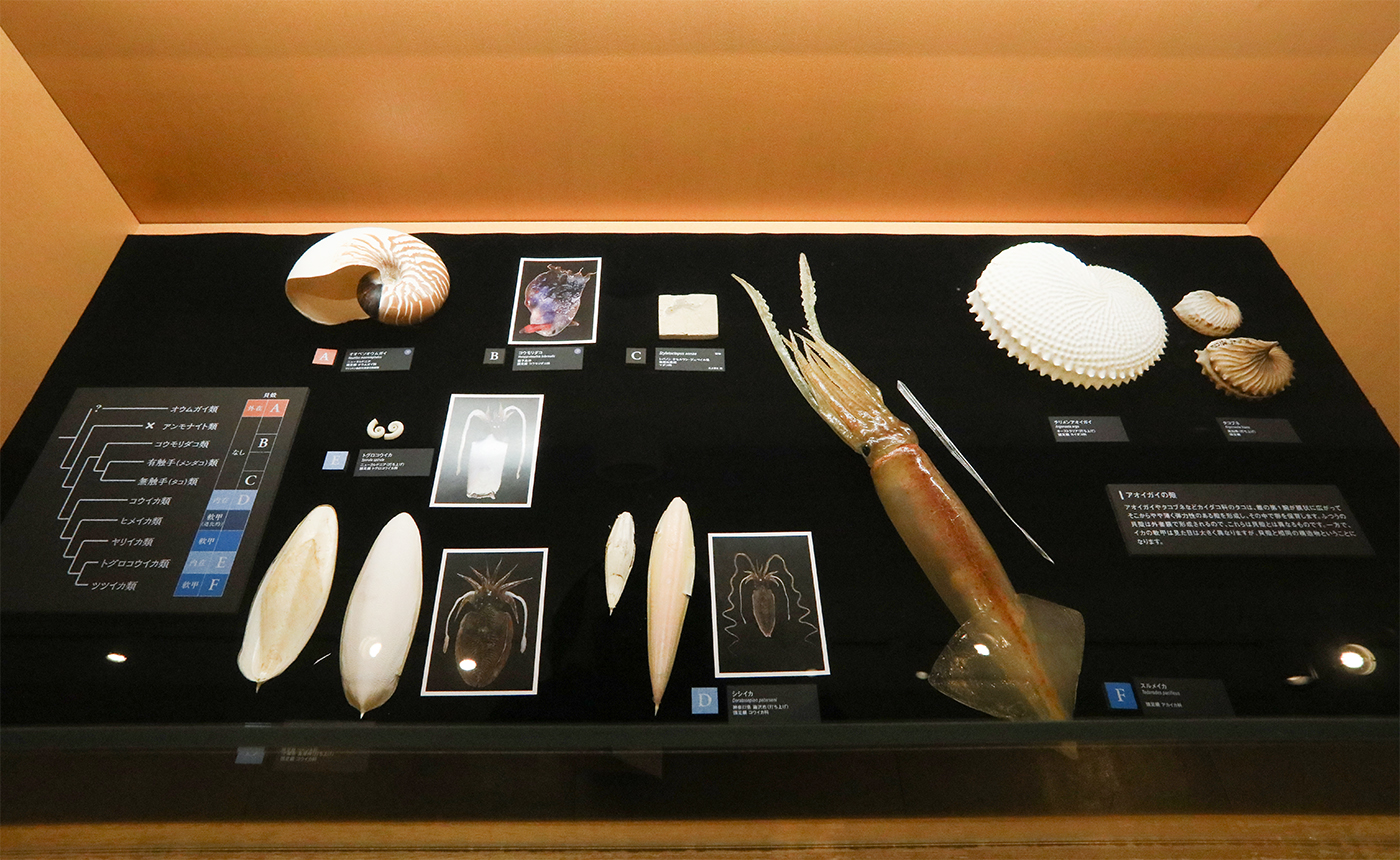 2024-5 国立科学博物館 企画展「貝類展：人はなぜ貝に魅せられるのか