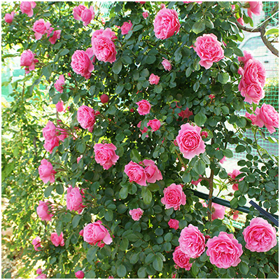 相原バラ園 / レオナルド・ダ・ヴィンチ（CL）【冬苗】