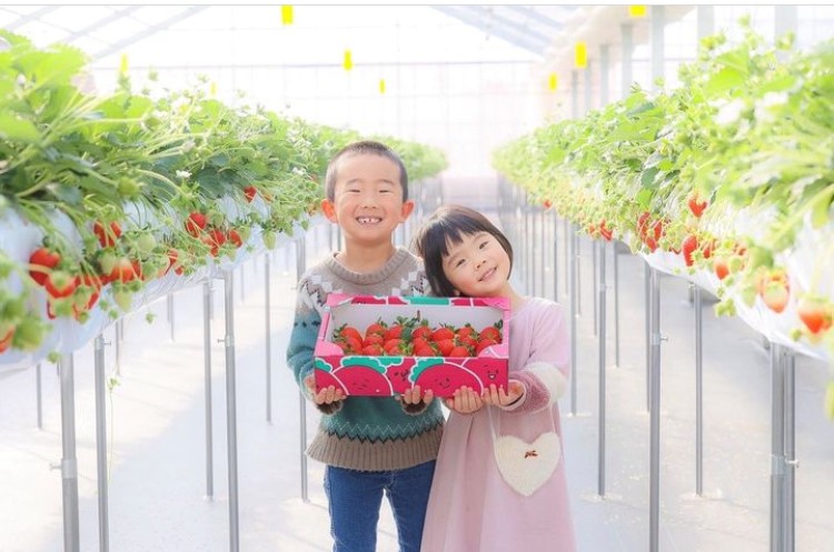 おじゃましま〜す Vol.237 『かがやきいちご園』さん | おじゃましま