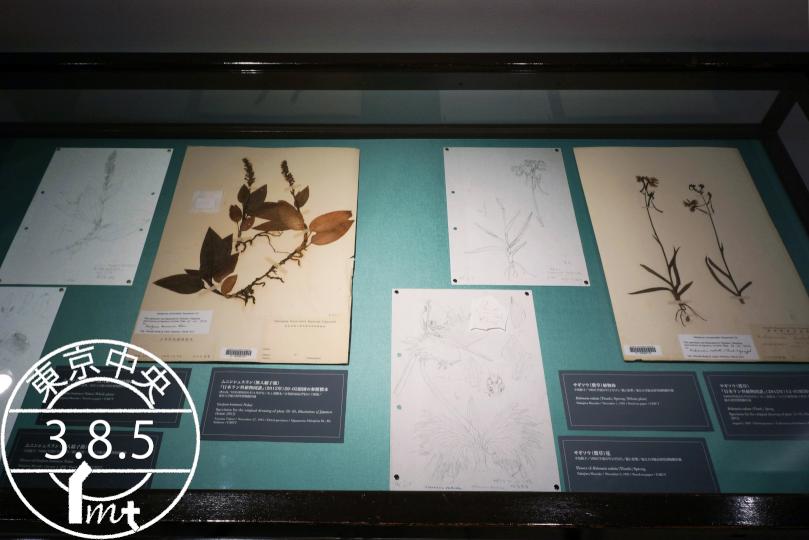 アリの人工巣 17段アンテシェルフ 【公式通販】