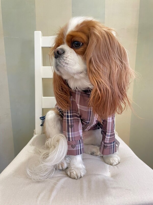 20％OFF】【as know as de wan】ハートチェックPK ドッグウェア