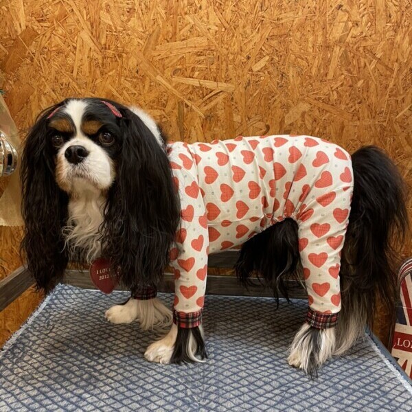 キャバスーツ イヌクローゼットおまとめ2枚 キャバスーツ試着セット