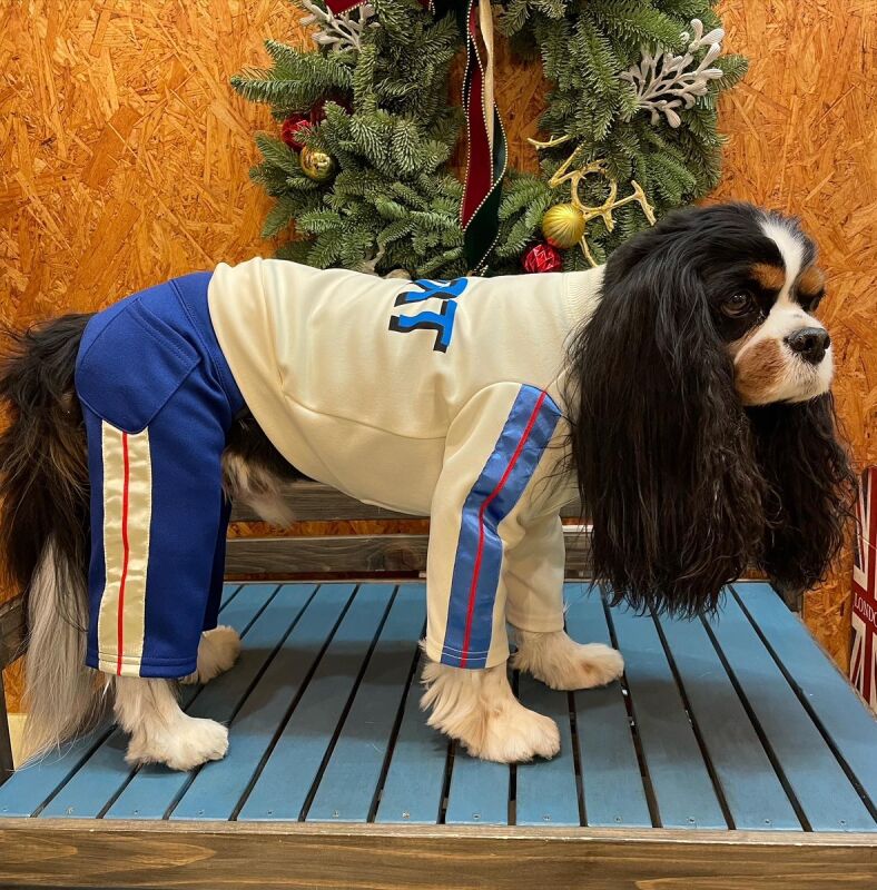 40％OFF】【as know as de wan】N START☆PT ドッグウェア