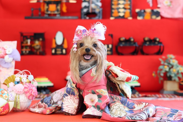 お正月・七五三にぴったり！愛犬を彩るおすすめ「ペット用着物ショップ