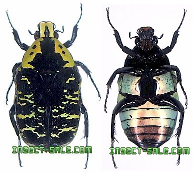 Insect-Sale.com 世界の昆虫販売ネット - Euchroea coelestis