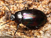 ゴミムシダマシ科（ゴミムシダマシ図鑑）