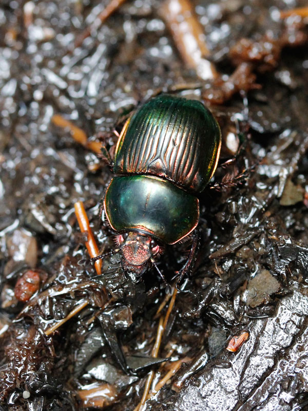 大特価 オオセンチ/センチ/レインボーセンチ82匹 +赤系18匹＋オマケ 大