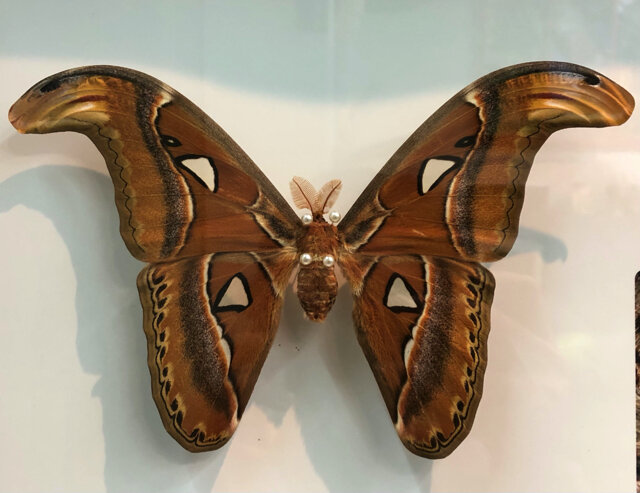 蛾 標本 ヨナグニサン ヨナグニサン蛾標本☆タイ産☆ 224mm 大型迫力
