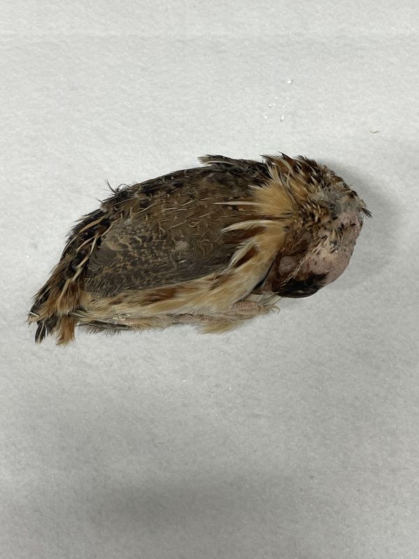 クール便発送】 オファー 国産の冷凍親ウズラ 処理済 30羽（頭・羽・足