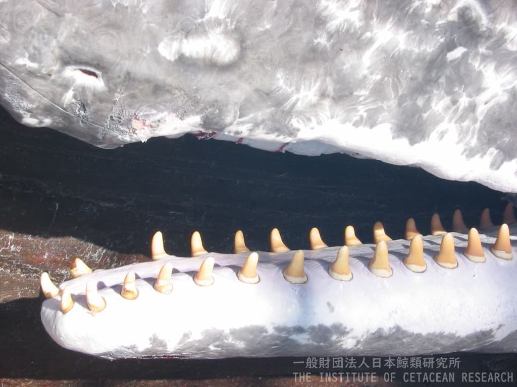 一財）日本鯨類研究所 : 鯨類から採取した試料（ヒゲ・耳垢栓など）