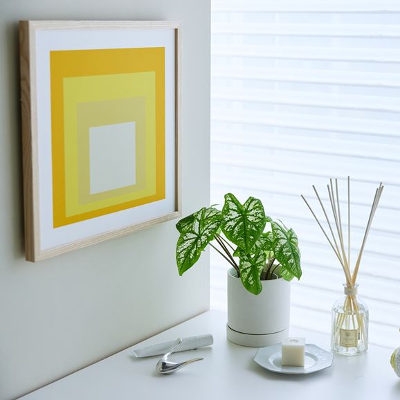 y*k様 Josef Albers作品❣️正方形賛歌❣️イエロー❣️現在も発売中 y