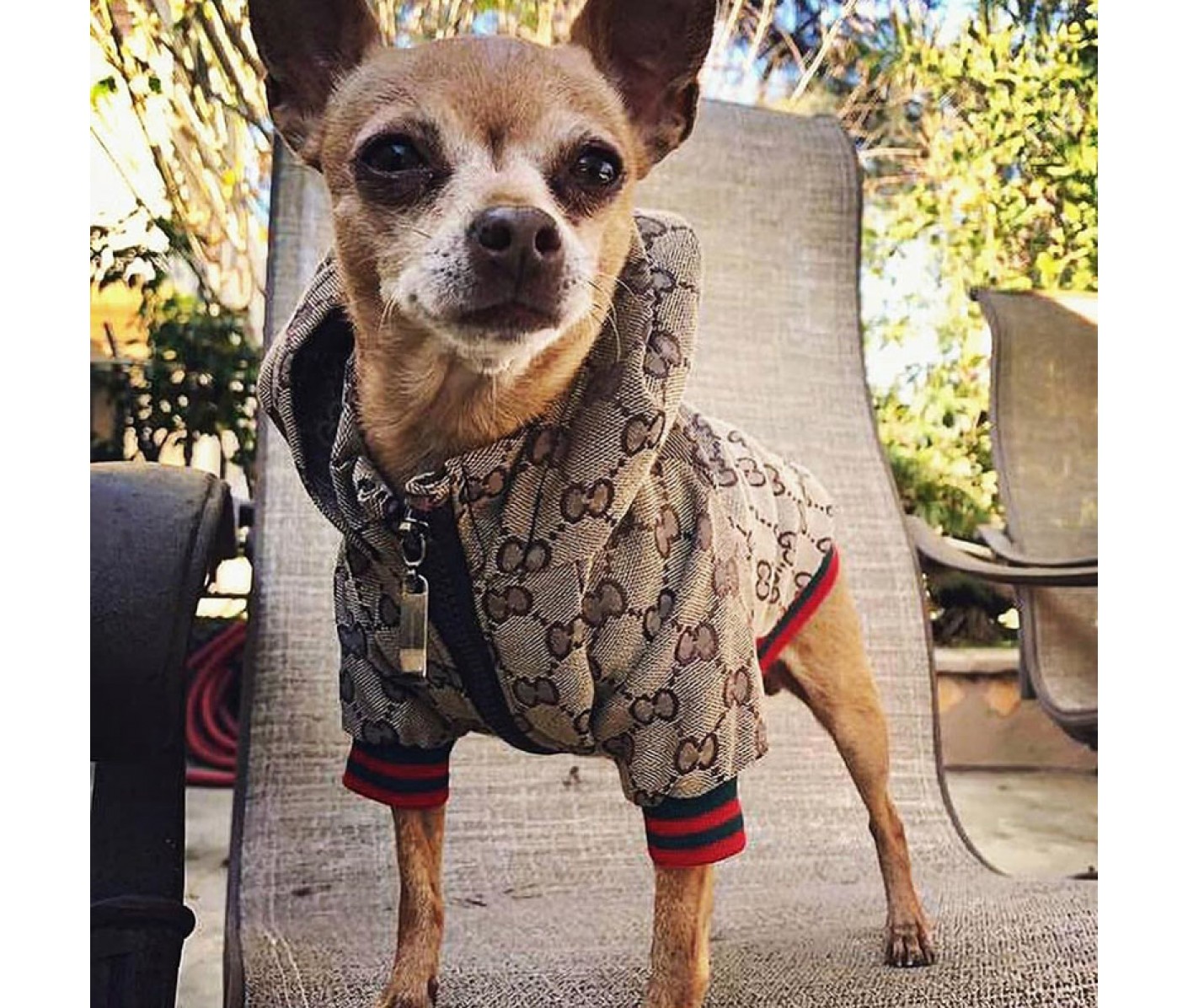 関税込GUCCI S⁄M犬用リード