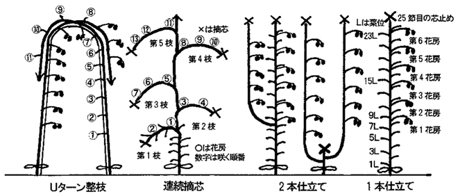 トマト｜家庭菜園｜JA石川かほく