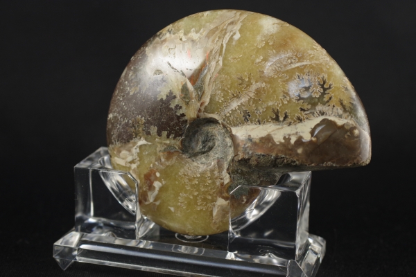 モロッコ産アンモナイト化石 155g 天然石販売 名取貴石 天然石原石