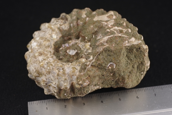 モロッコ産アンモナイト化石 155g 天然石販売 名取貴石 天然石原石