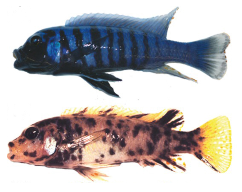 洋書Lake Malawi Cichlids マラウイ シクリッド