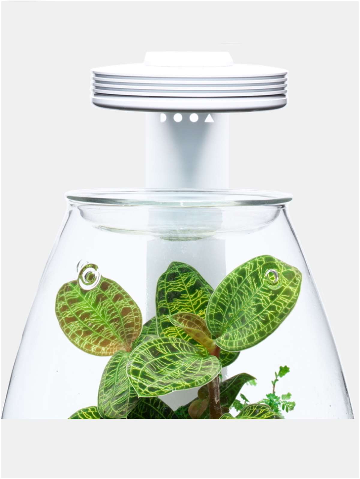 DOOA マグネットライトGの販売 (アクアマリン熊本)