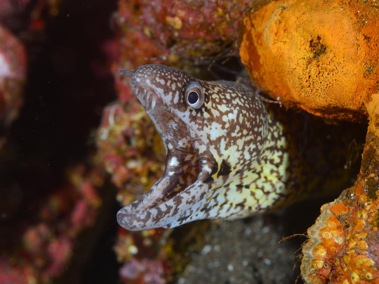 ウツボ - Izuzuki海の生き物大図鑑(笑)