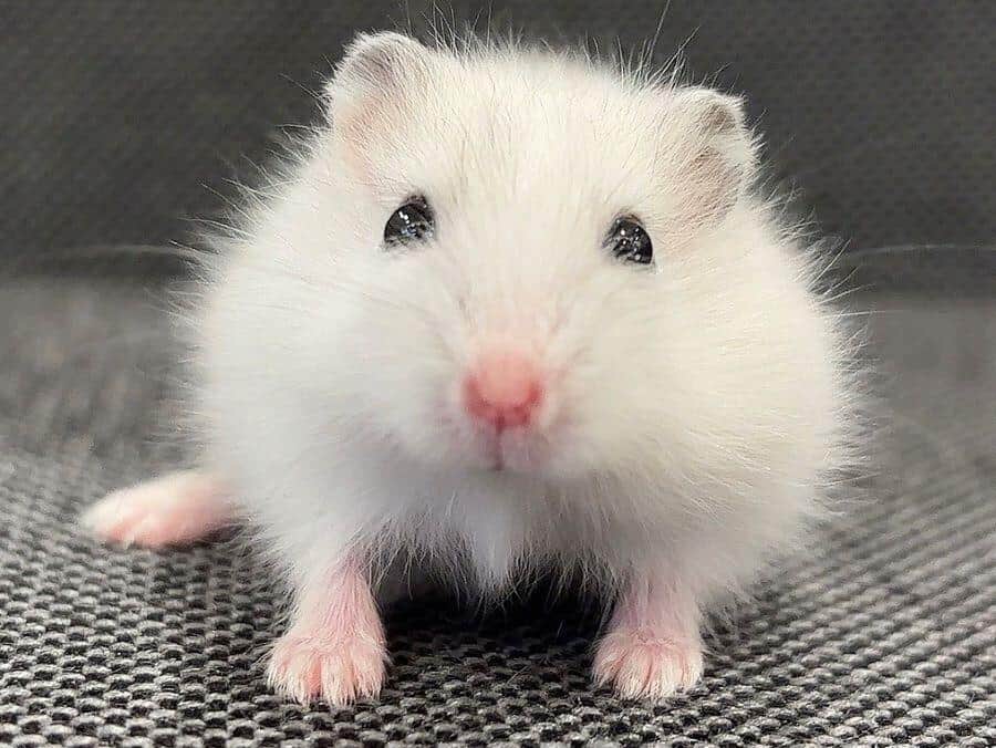ハムスターさん専用 参考写真 ハムスターさん専用 参考写真 ハムスター