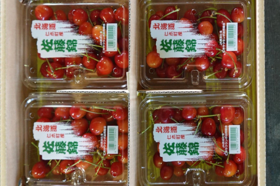 佐藤錦1．6kg】JA新おたるのさくらんぼ（200g×8パック