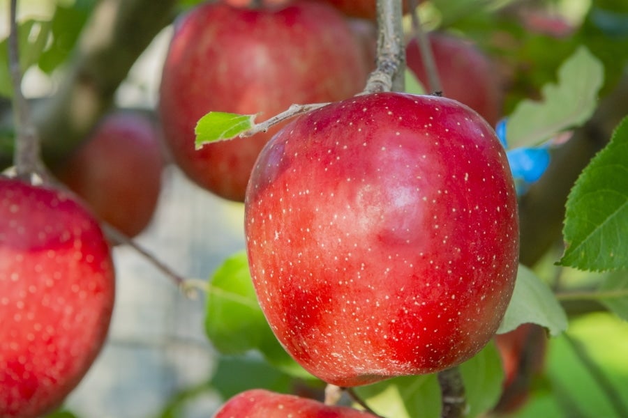 銀世界りんご（サンシナノスイート）（JA秋田ふるさと） 5kg【秋田県