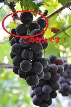 規格外だけど味は秀品以上の自信あり！！☆種なし巨峰☆8パック