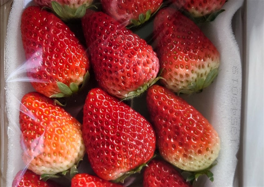 4P】静岡いちご「きらぴ香」平詰め4P JAふじ伊豆: しずおか『手