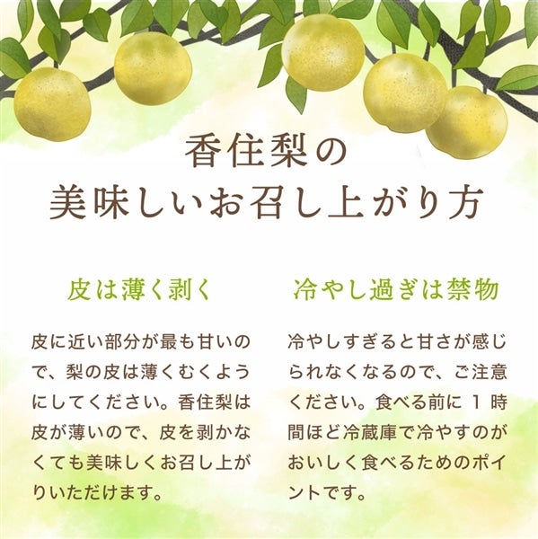 予約】香住梨「二十世紀梨」 秀品 約3kg: あつめて、兵庫。|【JA