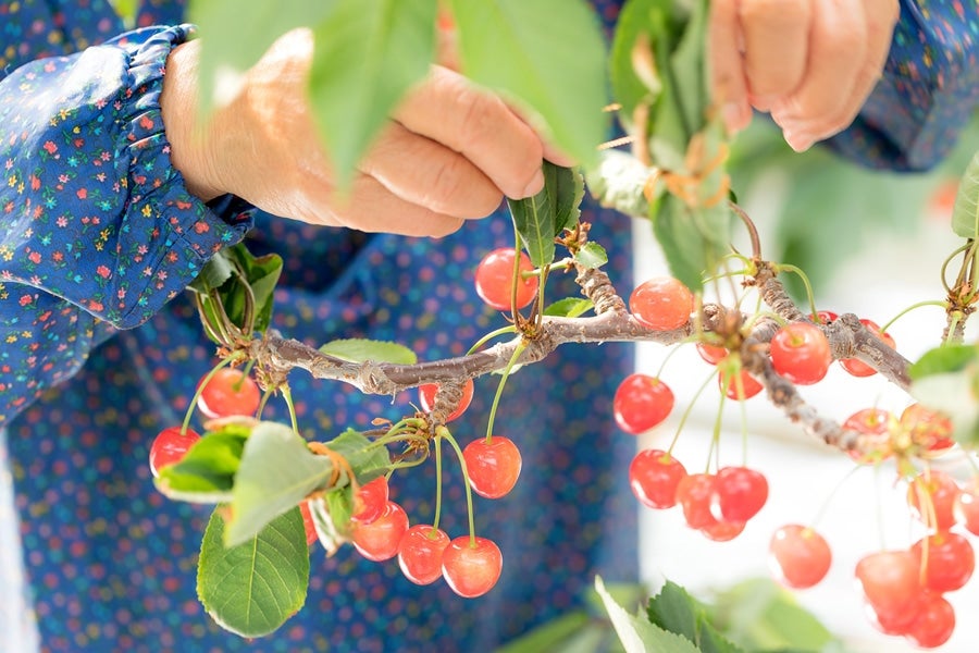 佐藤錦 さくらんぼ 2/16以降に順次発送: とさのさとアグリコレット