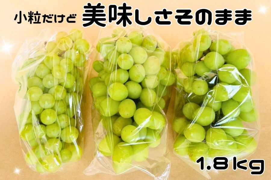 数量限定】訳あり！サイズ不揃い！河北さんの「シャインマスカット