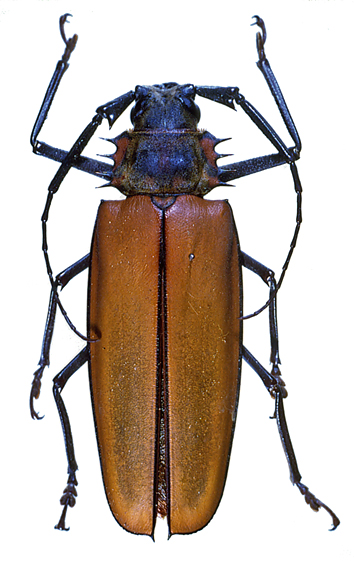 カミキリムシなどその他甲虫の仲間／世界の珍奇・美麗昆虫 -- 公益社団