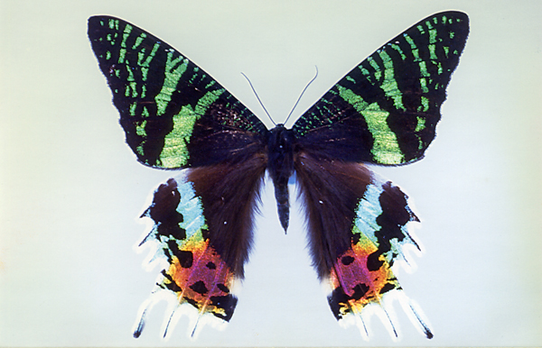 ニシキオオツバメガ 標本 世界で一番美しい鱗翅類 世界でもっとも
