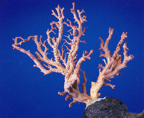 ☆珊瑚：サンゴ：さんご：テーブルサンゴ：宝石：オブジェ：美品：希少！！