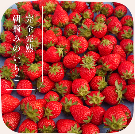 三重県でいちごの直売なら【じぃじの苺】