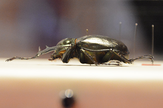 ヤンバルテナガコガネ 国立科学博物館 ヤンバルテナガコガネ 国立科学
