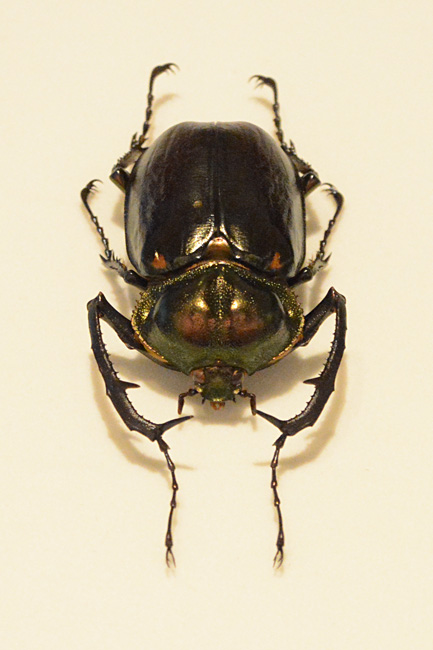 夏休み向けの特別展「昆虫」が13日、国立科学博物…：特別展「昆虫