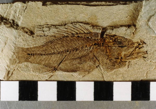 中生代 淡水魚の化石 中国河北省産 本物 江西省で4億3800万