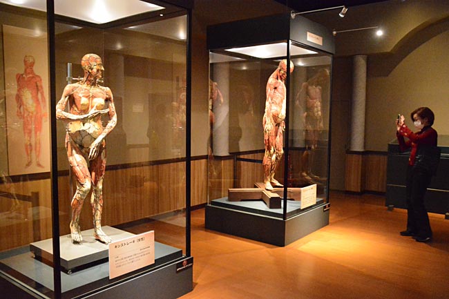 人体研究の歴史を紹介する特別展「…：特別展「人体－神秘への挑戦