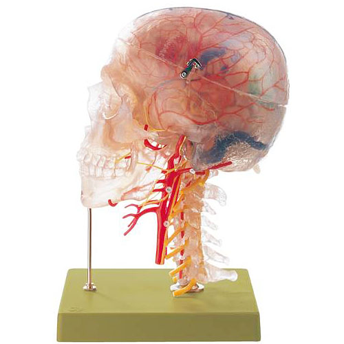 ソムソ社全身模型】可動式170cm人体模型ドイツSOMSO移動式キャスター付き