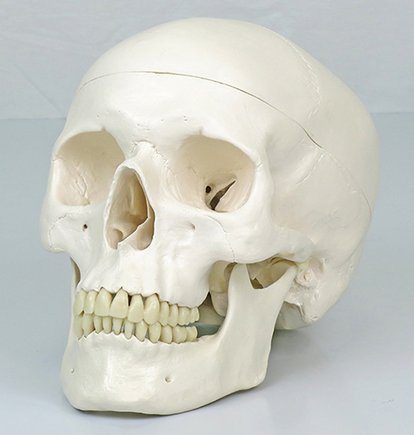 頭蓋骨模型 NISSIN製 P10-SB.1 頭蓋骨模型 [ANA1004-T(P10-SB.1A)]｜