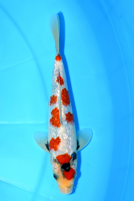 張子 錦鯉 A ツヤあり 錦鯉 Mix （LL) 5匹 21〜25cm前後 錦鯉 鯉