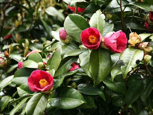 四季の山野草（タイワンヤマツバキ）
