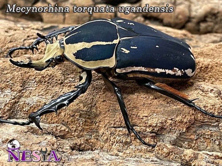 59mm】ウガンデンシスオオツノカナブン 昆虫標本カナブンカブトムシ